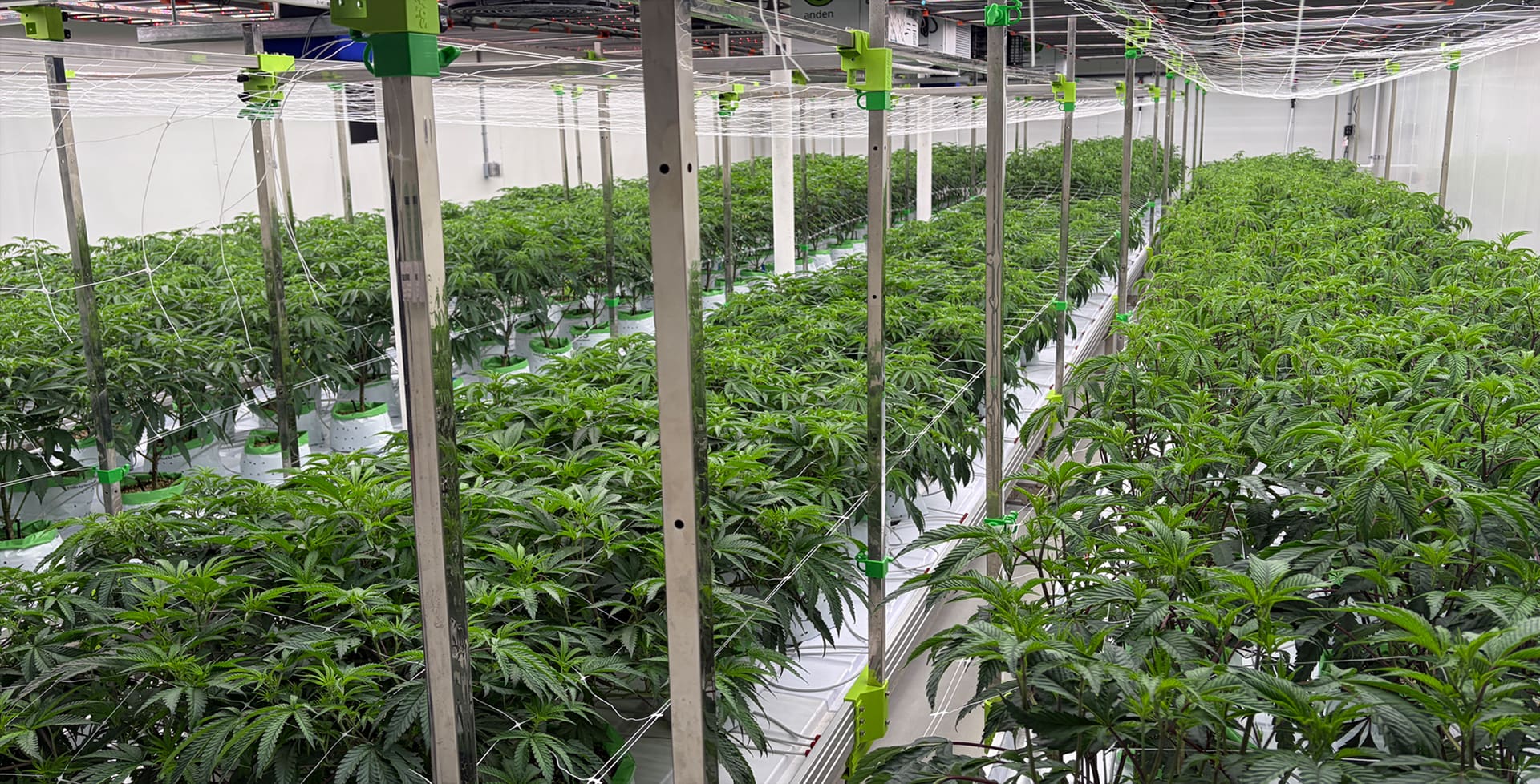 Inside the Green Leevz micro-grow: rows of cannabis plants under cultivation in Lake Hopatcong, New Jersey